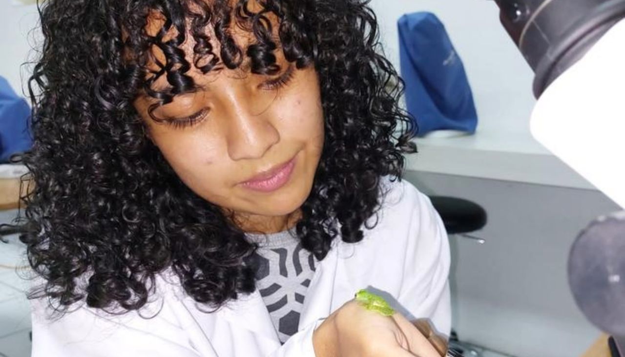 Dajomes Glassfrog: Ecuador’s new species celebrates science and sport