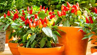 Dal balcone alla cucina: 10 regole per coltivare peperoncini in vaso e ottenere un raccolto abbondante