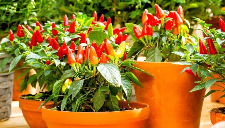 Dal balcone alla cucina: 10 regole per coltivare peperoncini in vaso e ottenere un raccolto abbondante