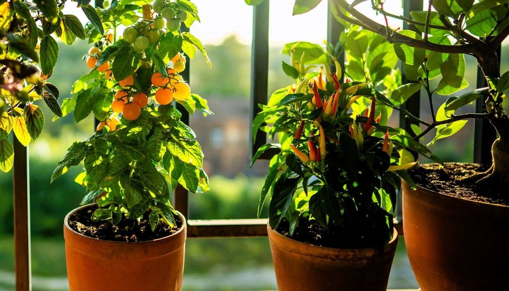 Garantisciti almeno 6 ore di sole diretto al giorno