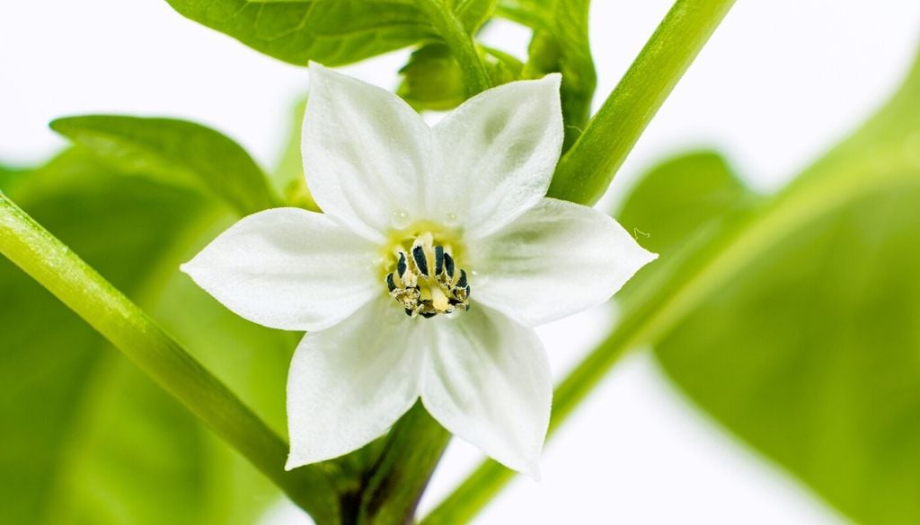 Elimina il primo fiore se la pianta è ancora giovane