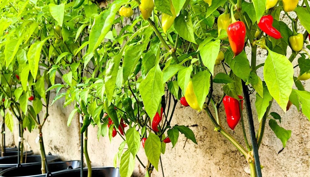 Raccogli i peperoncini al momento giusto