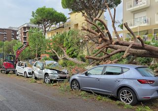 Dal downburst ai tornado: i fenomeni meteo estremi che mettono a rischio gli alberi