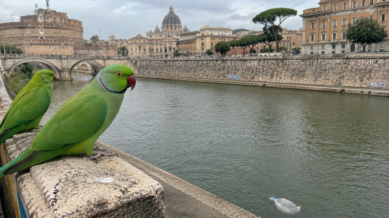Pappagalli, granchi blu e zanzare tigre: perch&eacute; l'Italia si sta trasformando in un ecosistema tropicale