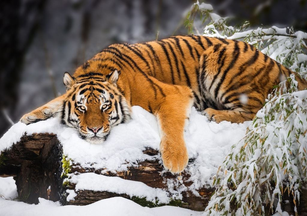 La tigre siberiana, una specie protetta fin dal 1950 perché a rischio di estinzione