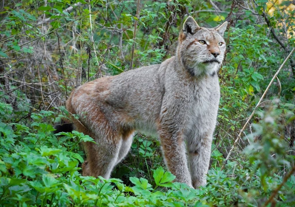 Una lince nel Parco Nazionale d'Abruzzo, Lazio e Molise