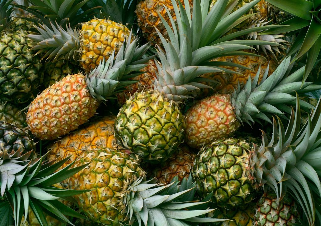 Tasty traditional pineapples ready for sale. Now new coloured pineapples are also arriving: pink and also red.