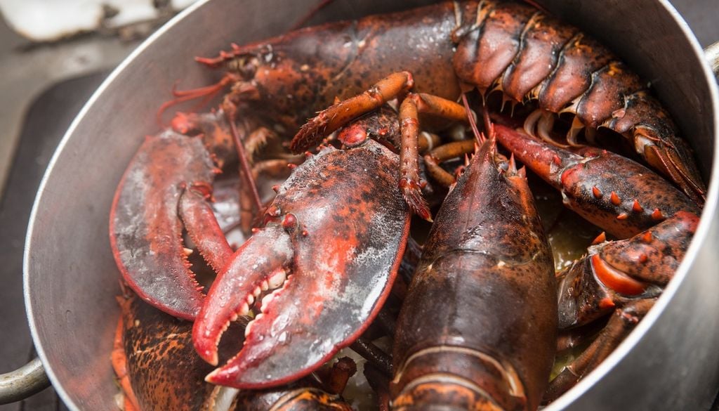 Astici pescati. Il caso degli astici liberati in mare vicino Pompei ha sollevato critiche.