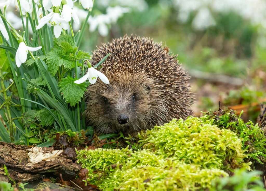 Hérisson Europe Animaux Disparition