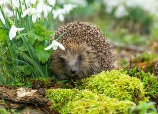 Alerte ! Cet animal très mignon qui vit dans nos jardins est menacé de disparition !