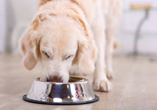 Dangerous levels of toxic lead found in UK dog food