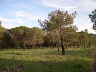 Daños forestales en el año 2020