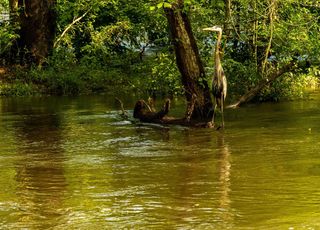 Dans le monde entier, les zones humides sont en danger...et si la solution était déjà entre nos mains ?