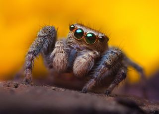 Dans quelle région a été découverte la plus petite araignée de France ?