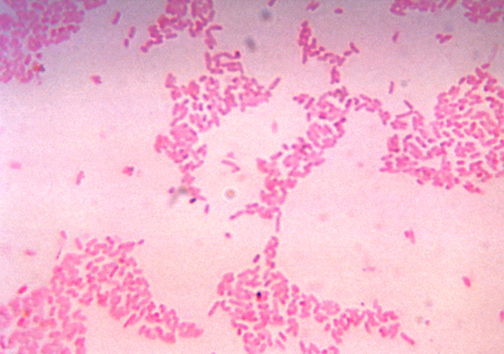 Bacteroides thetaiotaomicron