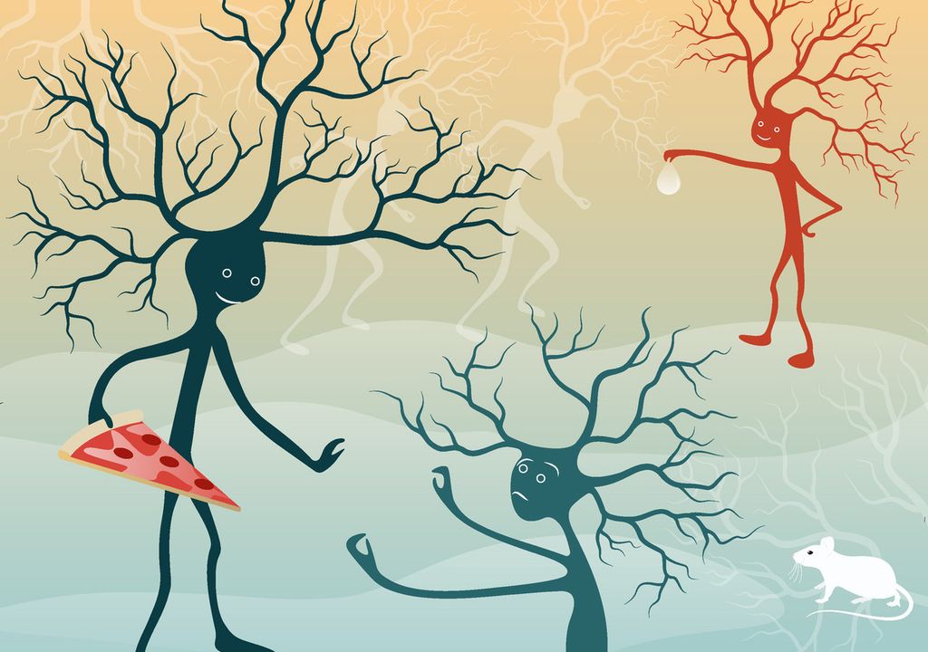 Spezialisierte Durst- und Hunger-Nervenzellen in der Amygdala beeinflussen über verschiedene Schaltkreise das Verlangen nach Essen oder Trinken