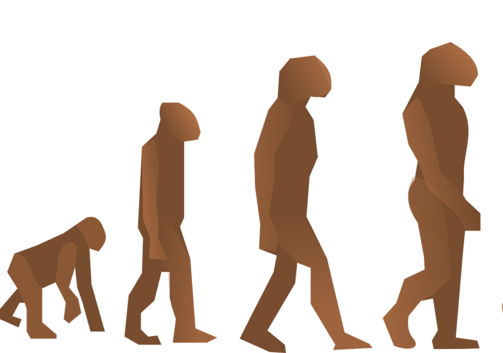 Evolución