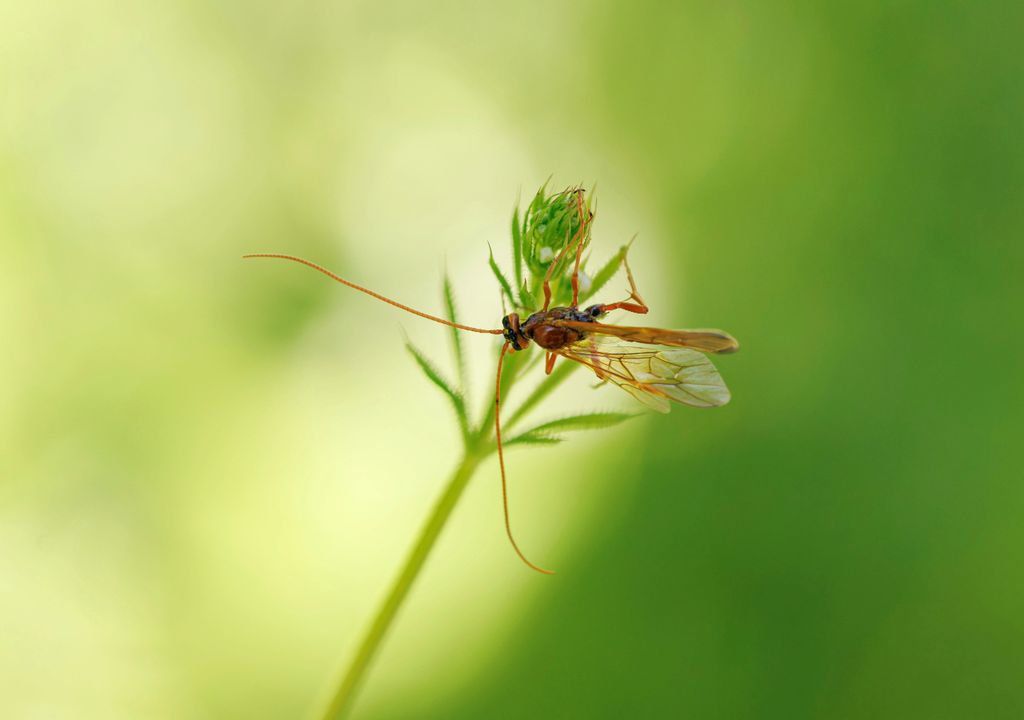 Darwin wasps found in rainforest mountain