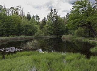 Das europäische Gesetz zur Wiederherstellung der Natur