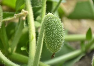 Das explosive Geheimnis der spritzenden Gurke! Oxford-Forscher lösen das Rätsel.