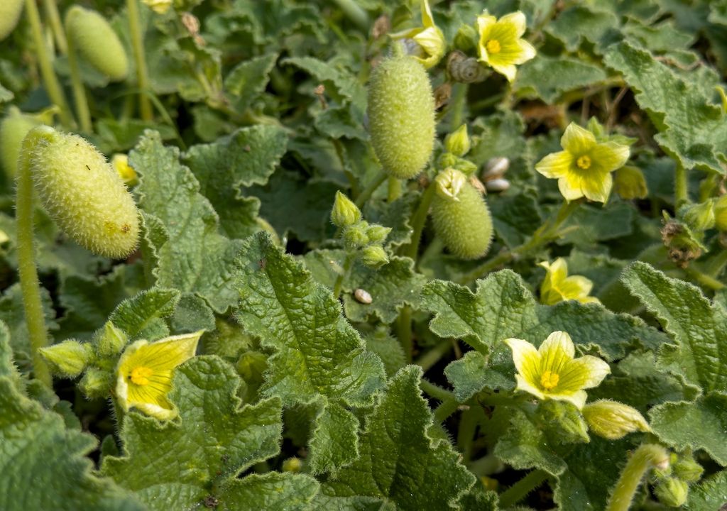 Die spritzende Gurke, Samenausstoßungssysteme, Millionen von Jahren, Optimiert Die spritzende Gurke, Samenausstoßungssysteme, Millionen von Jahren, Optimiert