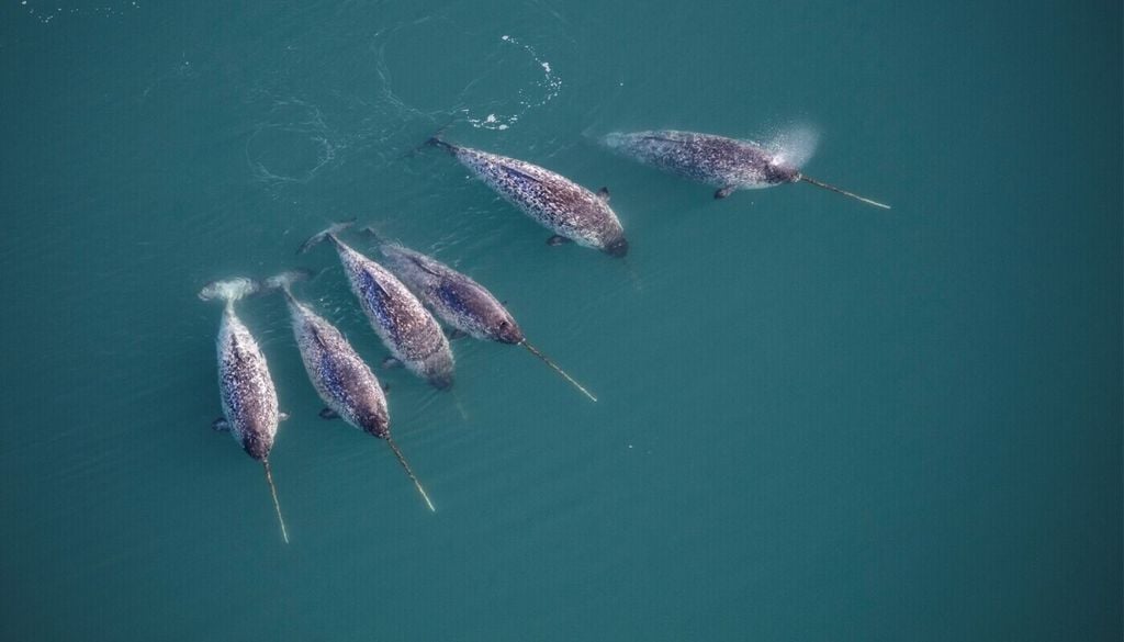 Wissenschaftler haben mithilfe von Röntgenlicht erstmals die innere Struktur des Narwalzahns sichtbar gemacht. Bild: Carsten Egevang/Greenland Institute of Natural Resources, Nordwest-Grönland (2021)