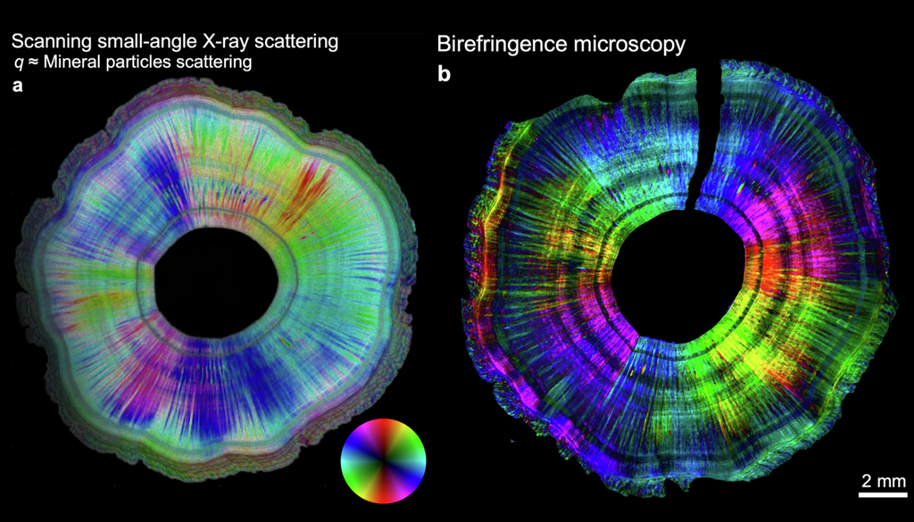 Vergleich der Richtungsabhängigkeit und der Orientierung der 2D-Mikrostruktur im Querschnitt. Bild: Rodriguez-Palomo et al., 2026