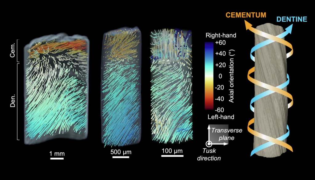 3D-Mikrostruktur-Orientierung der Nanostruktur eines Narwalzahns. Bild: Rodriguez-Palomo et al., 2026