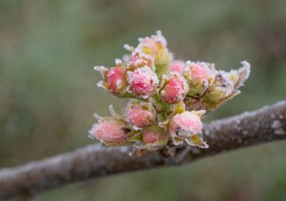 "Das wäre fatal"- Wetterexperte Johannes Habermehl warnt vor einer gefährlichen Wetterlage: Frostwarnung!