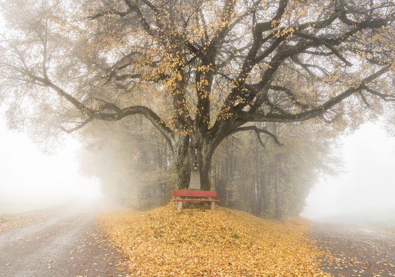 Sonne und Nebel Sonne und Nebel