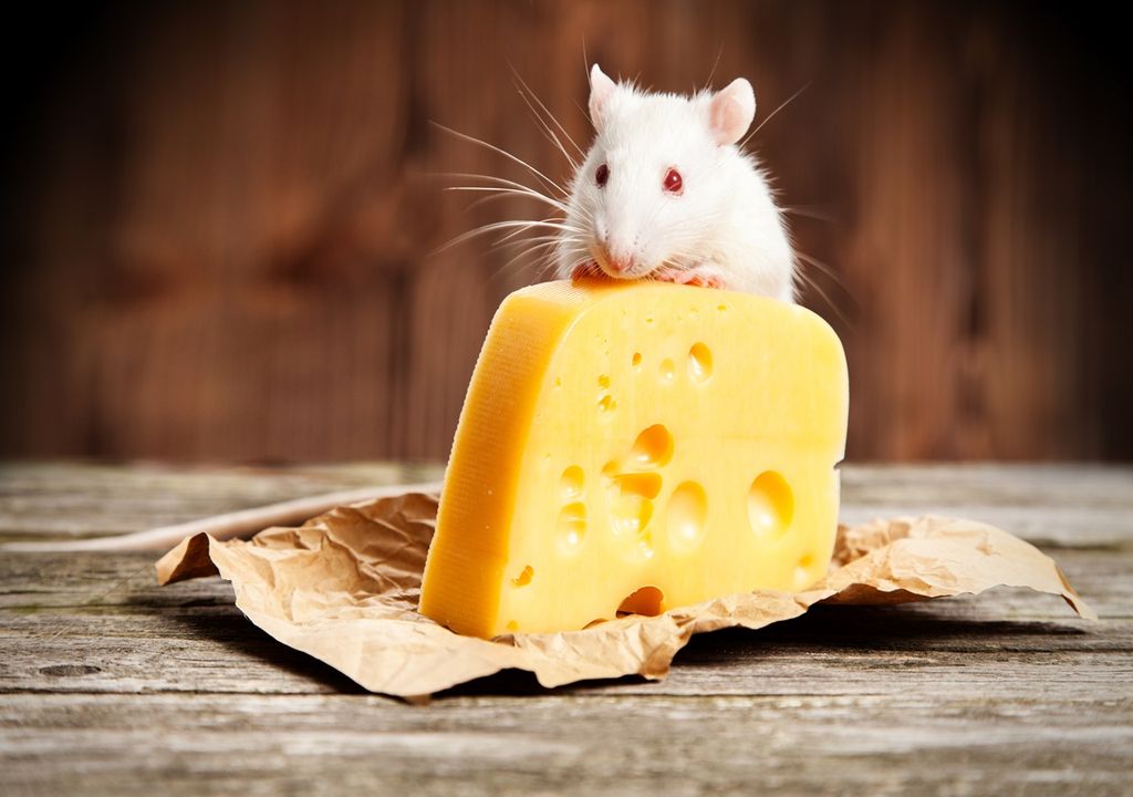 Rat with Cheese