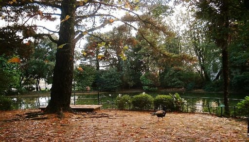 De abril at&eacute; novembro tem oito s&aacute;bados para conhecer as &aacute;rvores mais emblem&aacute;ticas do Porto