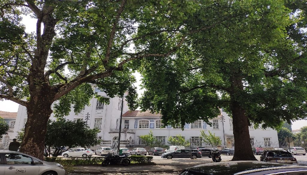 O município do Porto conta com 228 exemplares ou conjuntos arbóreos de Interesse Público, incluindo os Tulipeiros da Virgínia, da Praça de Pedro Nunes. Foto: Reis Quarteu - Own work, CC BY-SA 4.0, via Wikimedia Commons