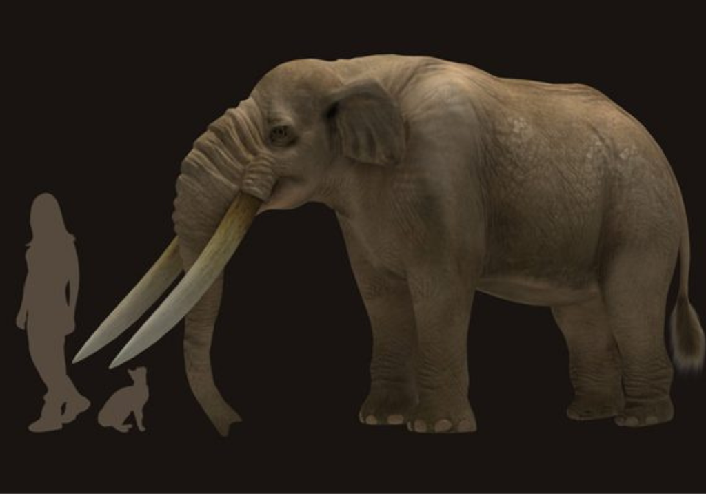 Primeros pobladores de América y sus presas El Notiomastodon, pariente lejano de los elefantes actuales, fue una de las presas preferidas de los primeros pobladores de América. Foto: CONICET / Megafauna 3D Project.