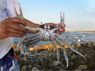 Estamos en plena temporada de anidación de cangrejo azul en México, conoce más sobre este curioso crustáceo