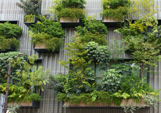 De basura a jardín vertical casero: la tendencia verde que está conquistando los hogares de CDMX