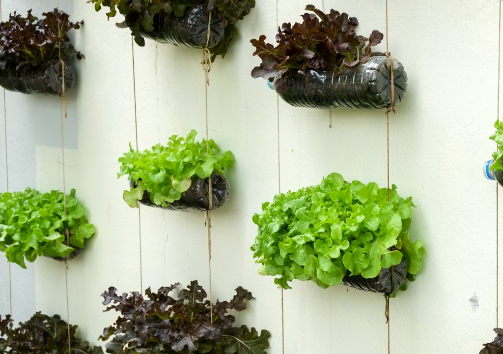 El plástico PET tarda más de 400 años en degradarse, reutilizarlo en cultivo prolonga su vida útil productiva.