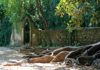 De Coimbra para a Europa. Conheça a história surpreendente da árvore que levou Portugal ao pódio