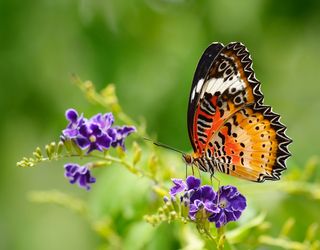 ¿De dónde provienen todas las mariposas del mundo? Un estudio ha descubierto su origen