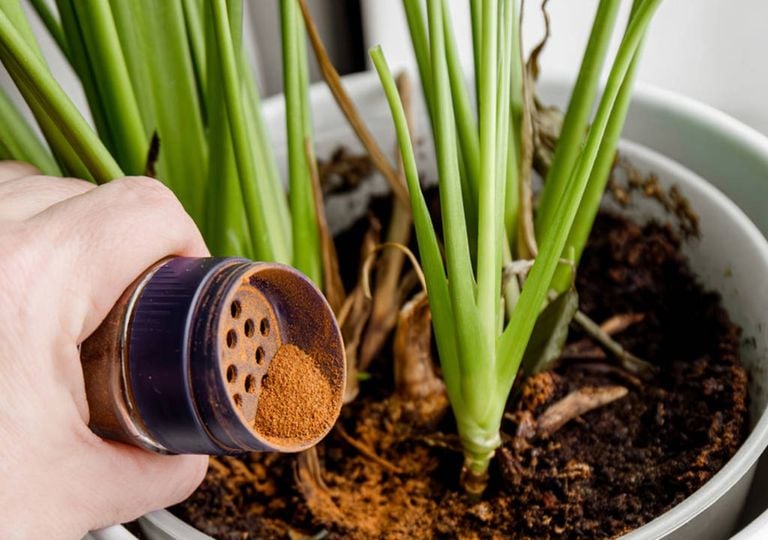 From the cupboard to the garden: the spice that works as a repellent, fungicide and stem repairer