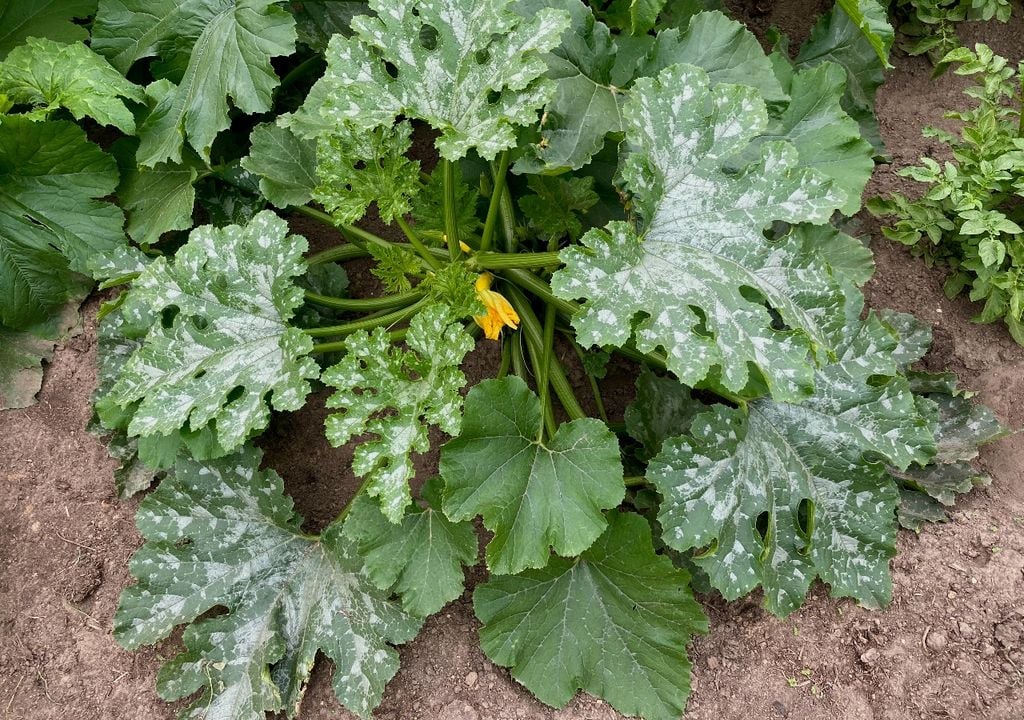plantas Un problema común en otoño: los hongos avanzan cuando el ambiente se vuelve más húmedo.