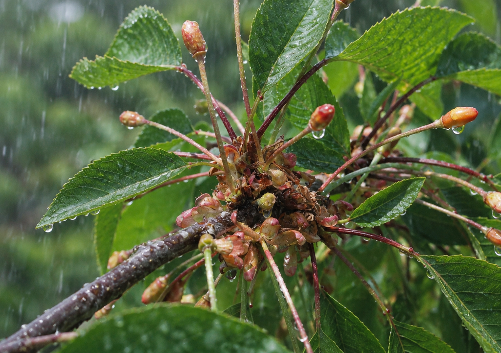 Lluvias durante el crecimiento del fruto pueden aumentar los riesgos para los cerezos durante su posterior maduraci��n.
