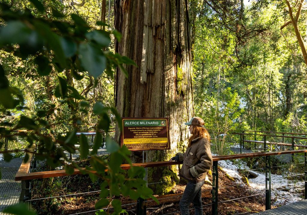 Alerce Milenario