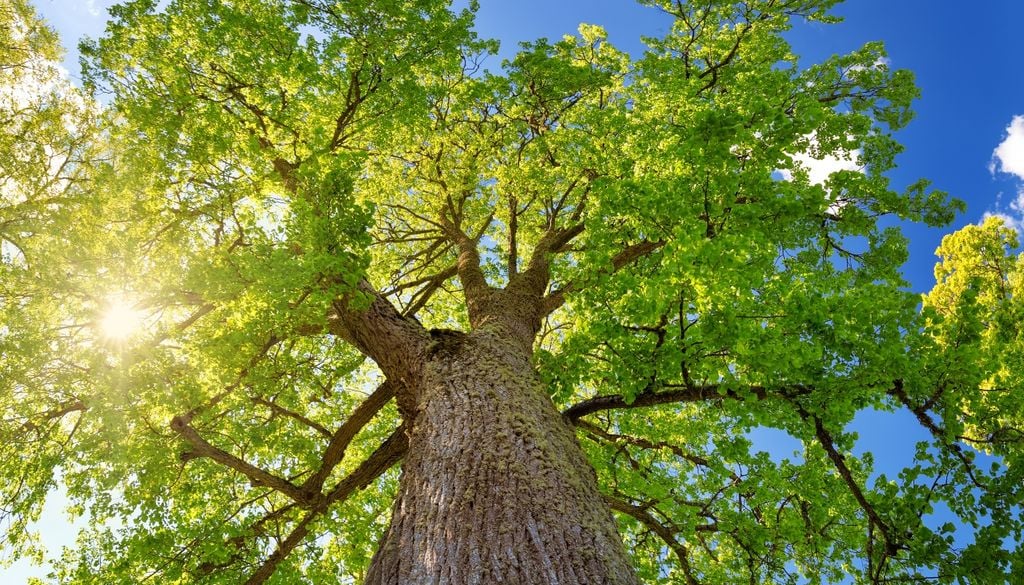 plantas De copa densa y gran porte, es una especie longeva que regala sombra y perfume en jardines y espacios de las grandes ciudades.