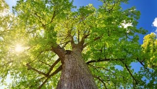 De los m&aacute;s perfumados del mundo: el &aacute;rbol que vive 500 a&ntilde;os y da origen a la infusi&oacute;n relajante m&aacute;s popular