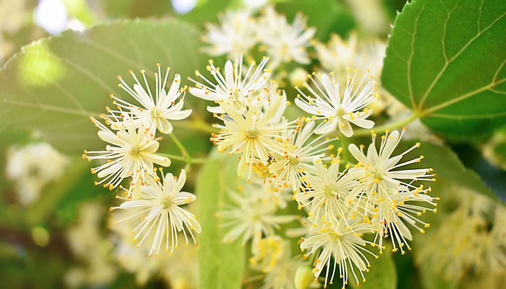 plantas Las flores del tilo, pequeñas y de tono amarillo crema, crecen acompañadas por una bráctea alargada que facilita la dispersión de sus frutos.