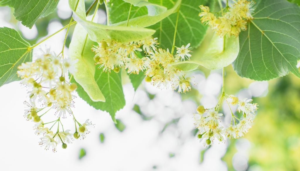 plantas El néctar abundante de sus flores convierte a esta especie en un recurso fundamental para los insectos benéficos del entorno urbano.