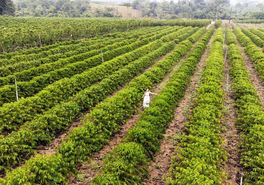 Con el auge del café en los últimos años, destinos y productores han impulsado su atractivo de la mano de experiencias y recorridos temáticos.