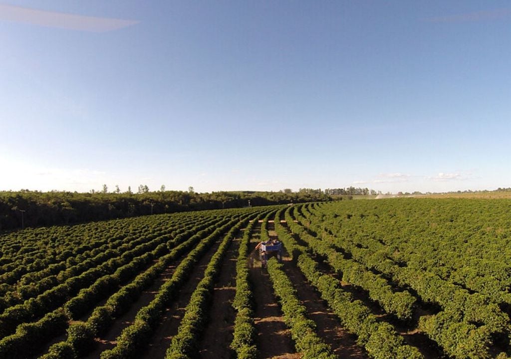 Ruta del Café del Cerrado Mineiro