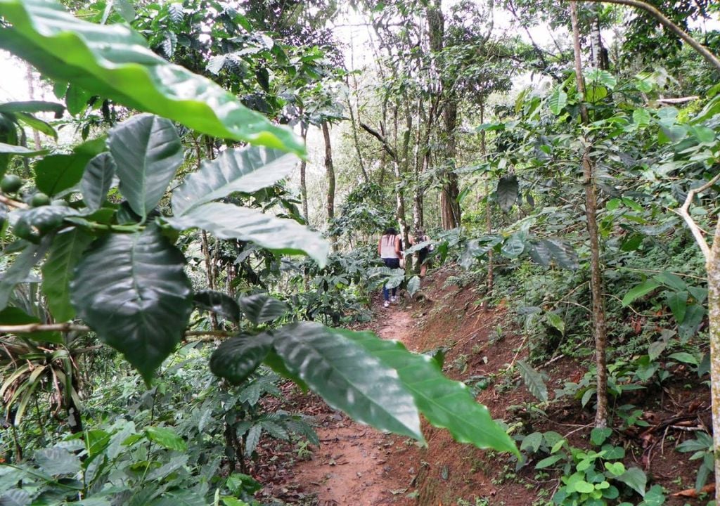 Ruta Verde del Café